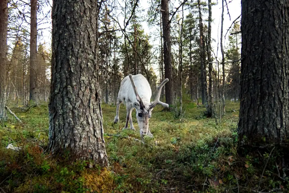 Hvit rein beiter mellom furustammer i en åpen skog