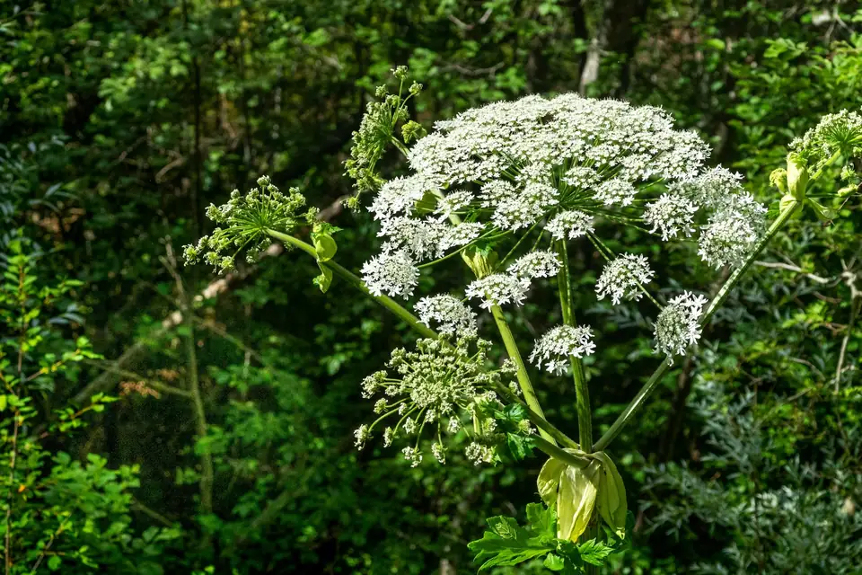 Høy skjermplante med store hvite blomsterskjermer foran tett skog