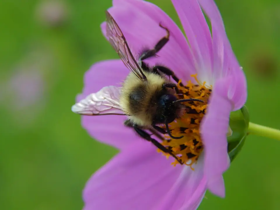 Humle samler pollen i en rosa blomst