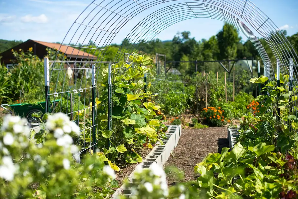 Variert hage med gresskarplanter på buet espalier, bed og dekket jord
