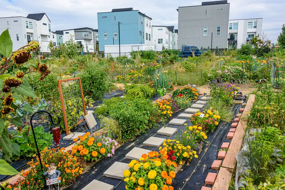 Parsellhage med grønnsaker og ringblomster mellom moderne boligblokker